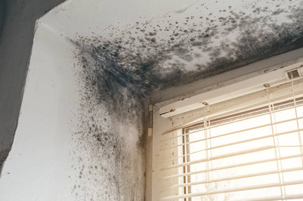 Affordable Mold Cleanup solutions in Brookfield, NJ